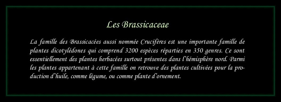[Logo Brassicaceae]