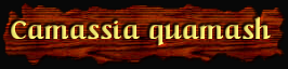[Camassia quamash]