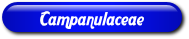 [Campanulaceae]