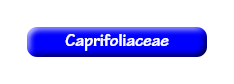 [Caprifoliaceae]