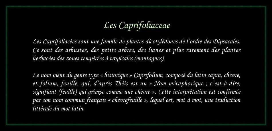 [Logo Caprifoliaceae]