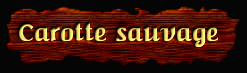 [Carotte sauvage]