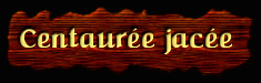[Centaurée jacée]