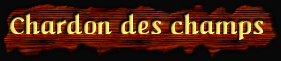 [Chardon des champs]