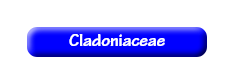 [Cladoniaceae]