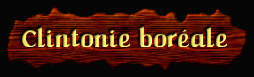 [Clintonie borale]