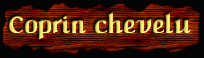 [Coprin chevelu]