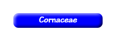 [Cornaceae]