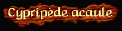 [Cypripede acaule]