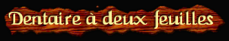 [Dentaire a deux feuilles]