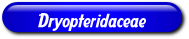 [Dryopteridaceae]