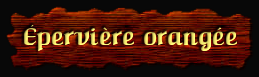[Eperviere orangee]