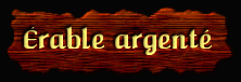[Érable argenté]