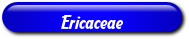 [Ericaceae]