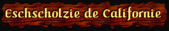 [Eschscholzie de Californie]