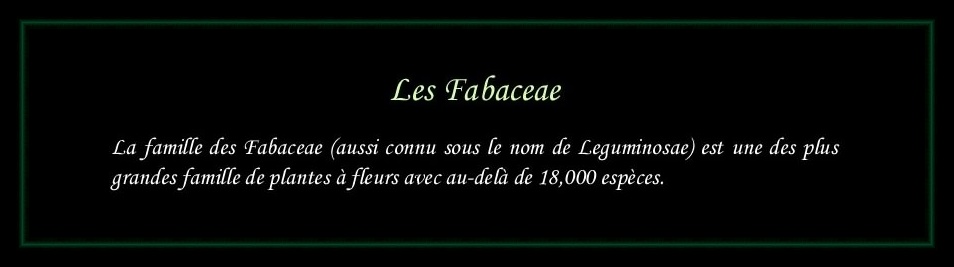 [Logo Fabaceae]
