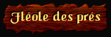 [Fléole des prés]