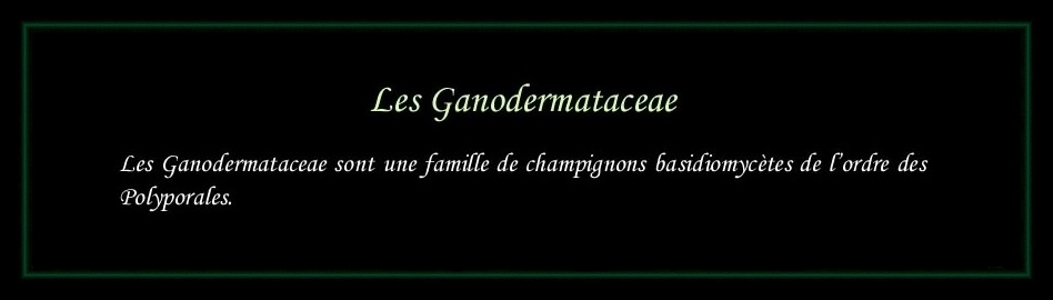 [Logo Ganodermataceae]