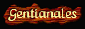 [Gentianales]