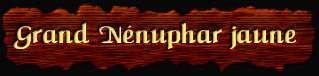 [Grand Nenuphar jaune]