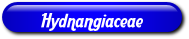 [Hydnangiaceae]