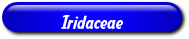 [Iridaceae]