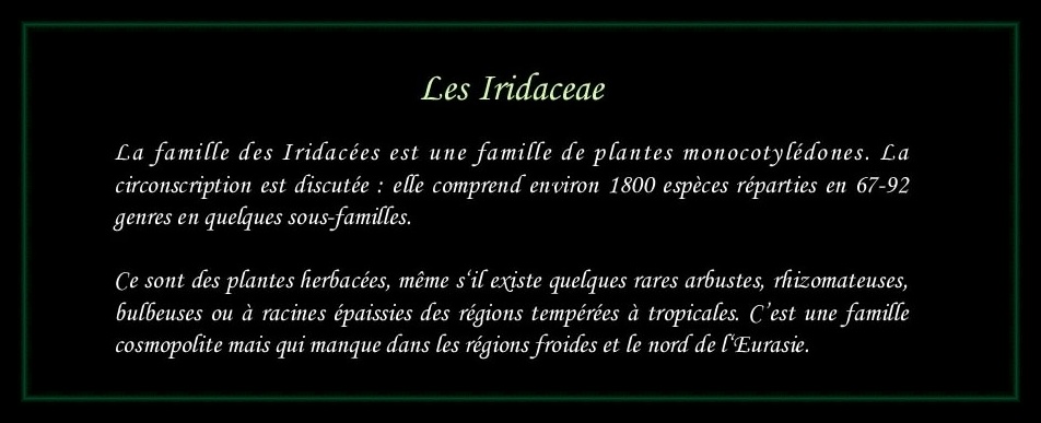 [Logo Iridaceae]