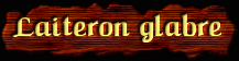 [Laiteron glabre]