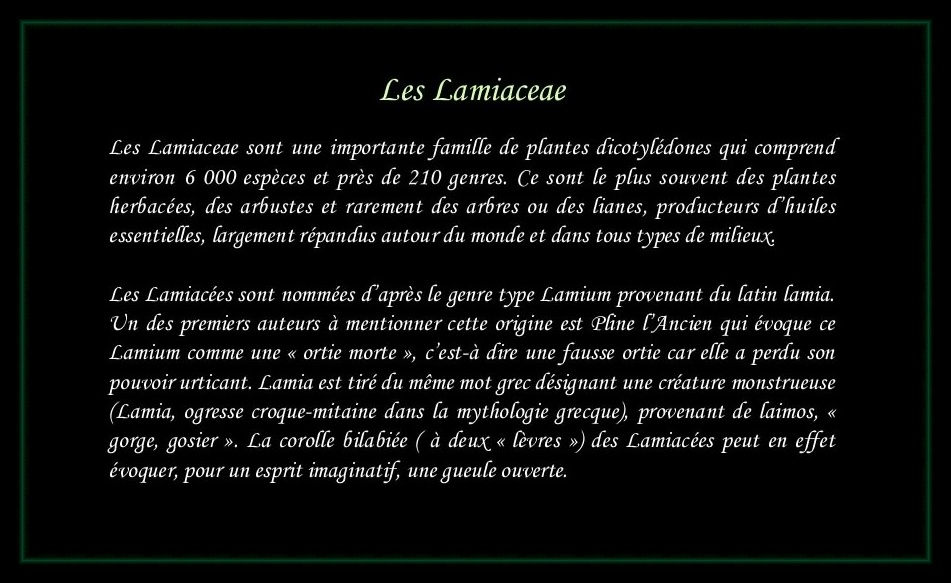 [Logo Lamiaceae]