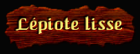 [Lépiote lisse]