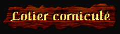 [Lotier Corniculé]
