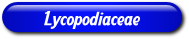 [Lycopodiaceae]