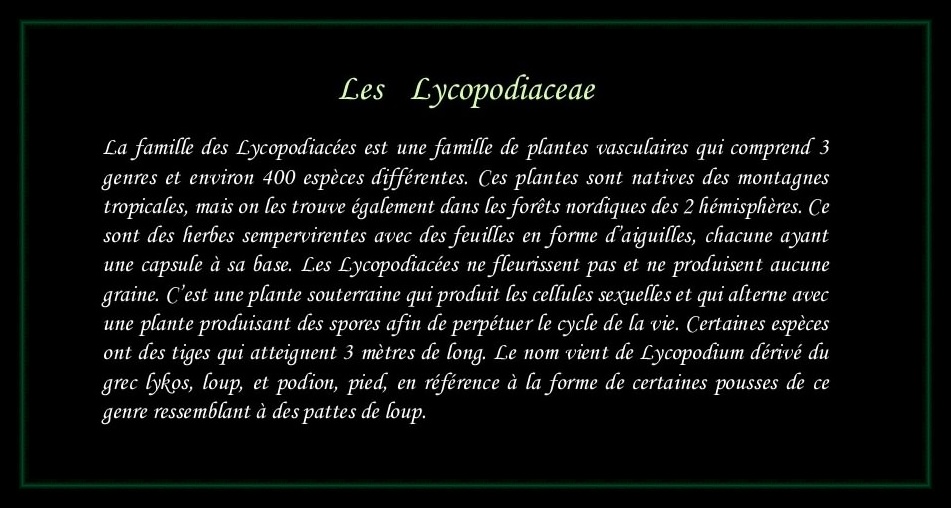 [Logo Lycopodiaceae]