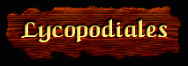 [Lycopodiales]
