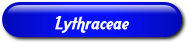 [Lythracae]