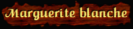 [Marguerite blanche]