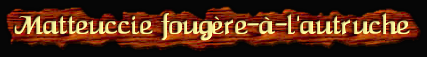 [Matteuccie fougere a l'autruche]