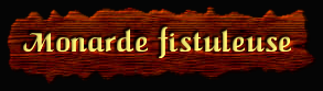 [Monarde fistuleuse]