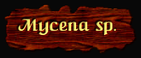 [Mycena sp.]