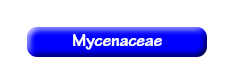[Mycenaceae]