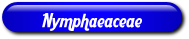 [Nymphaeacae]