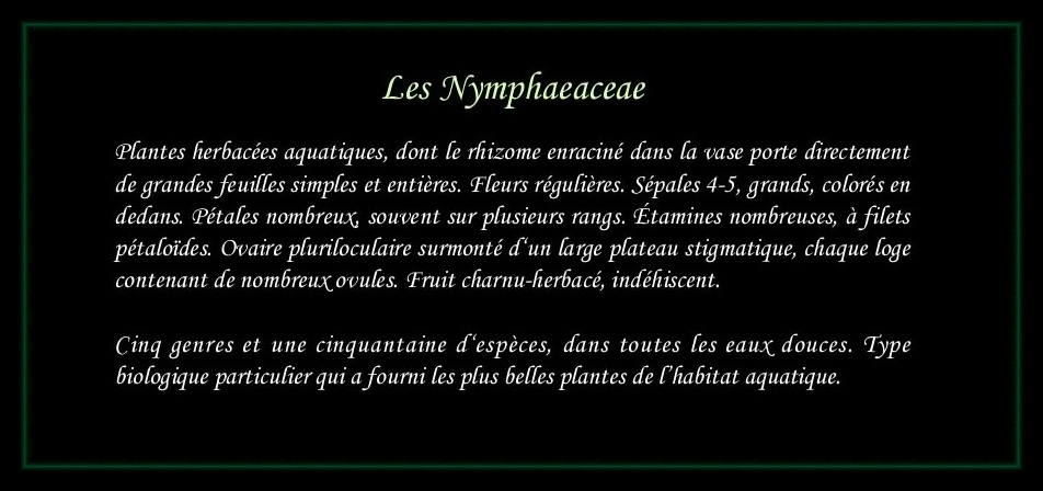 [Logo Nymphaeaceae]
