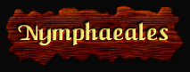 [Nymphaeales]
