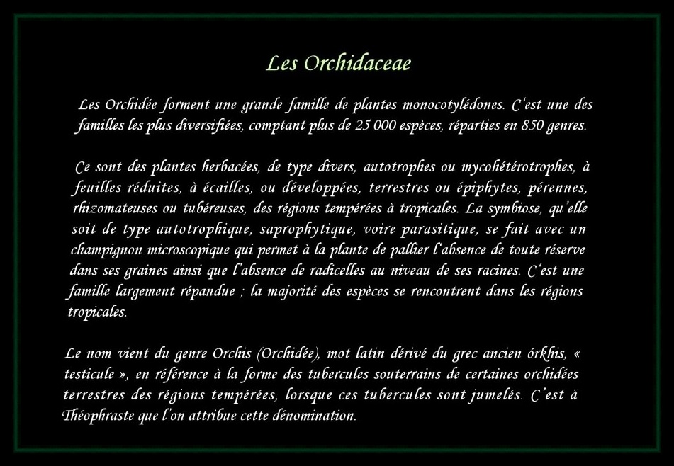 [Logo Orchidaceae]