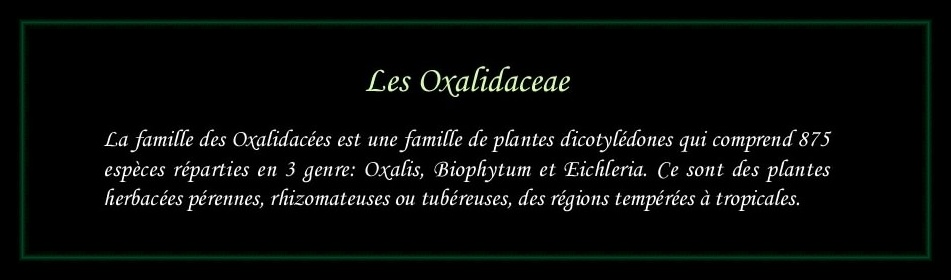 [Logo Oxalidaceae]