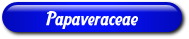 [Papaveraceae]