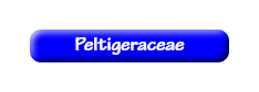 [Peltigeraceae]