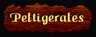 [Peltigerales]