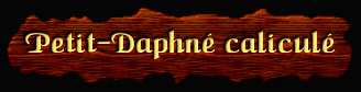 [Petit-daphné caliculé]
