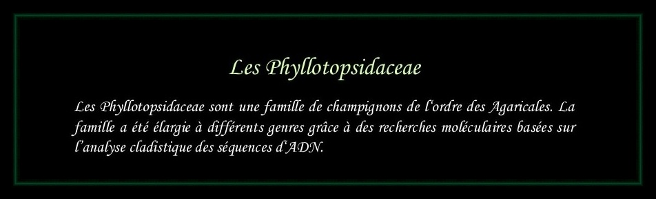 [Logo Phyllotopsidaceae]